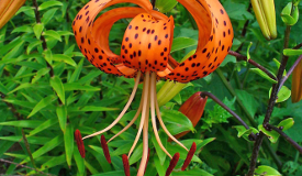 Lilium tigrinum